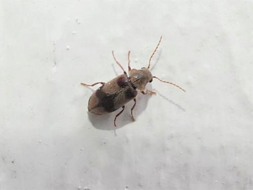Réf. 327 057 : Ochina ptinoides